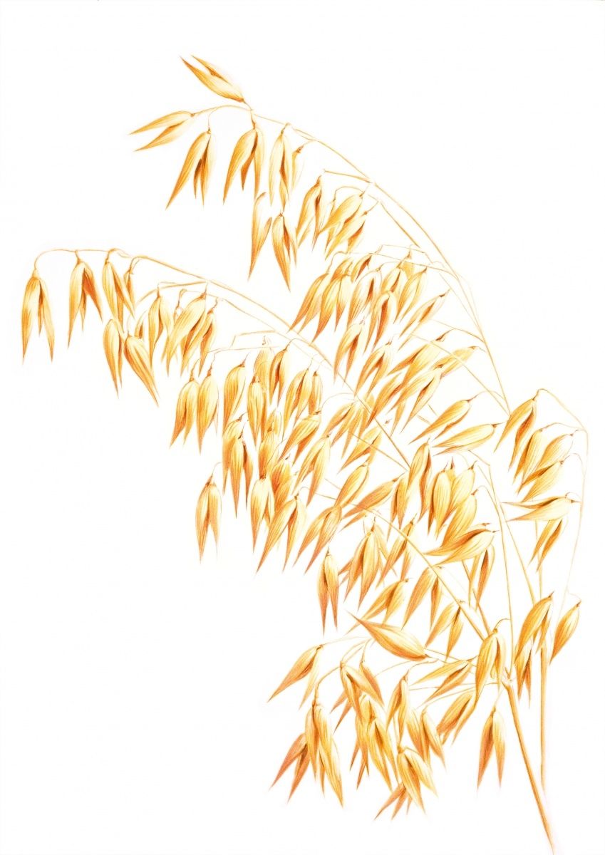 Especially grain as oats contain much phosphorus Especially grain as oats contain much phosphorus
