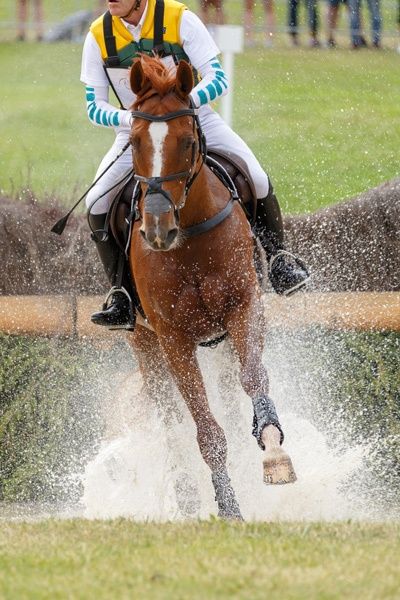 Advantage of cereals for sport horses Advantage of cereals for sport horses