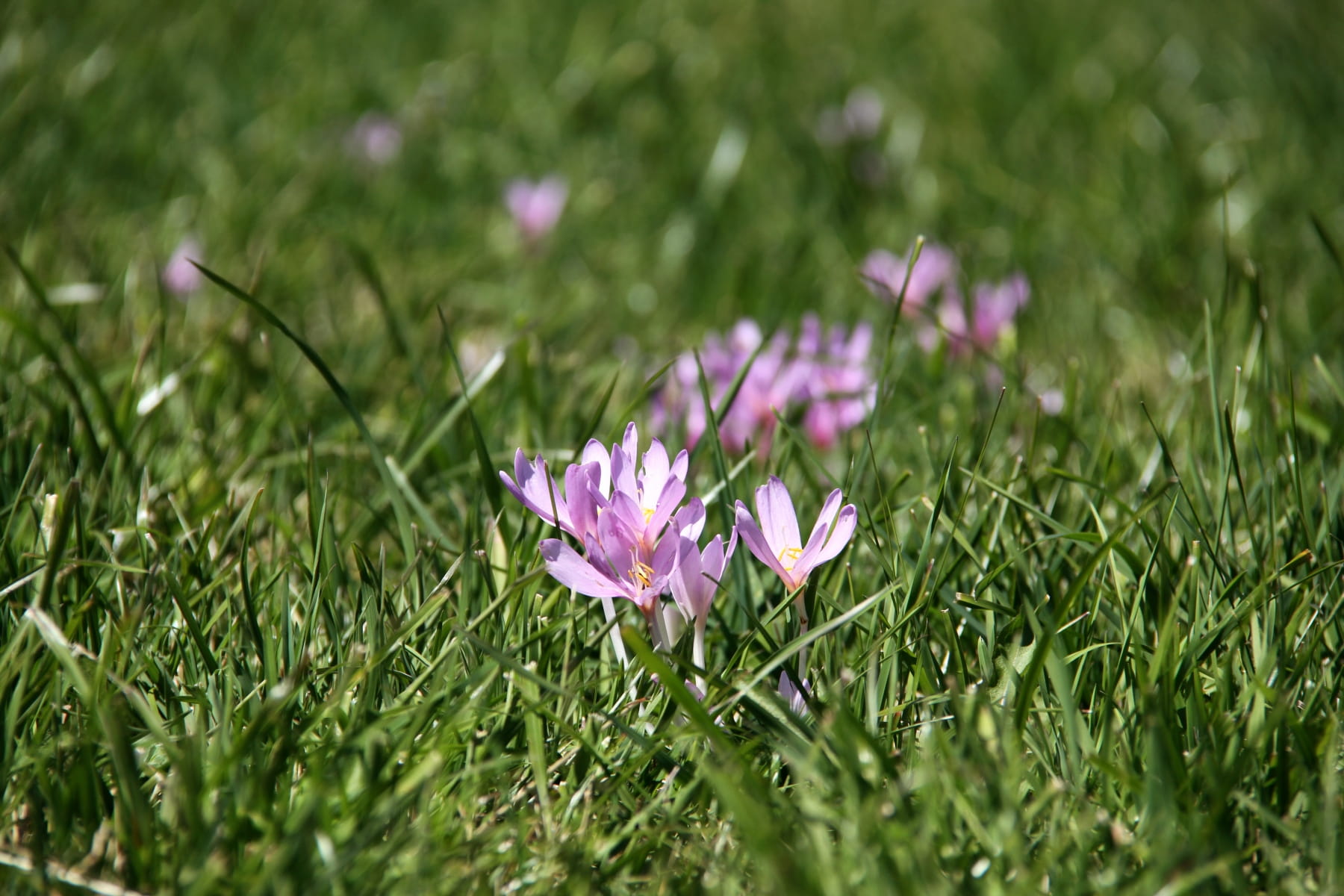 Poisonous autumn crocus in horse pature
