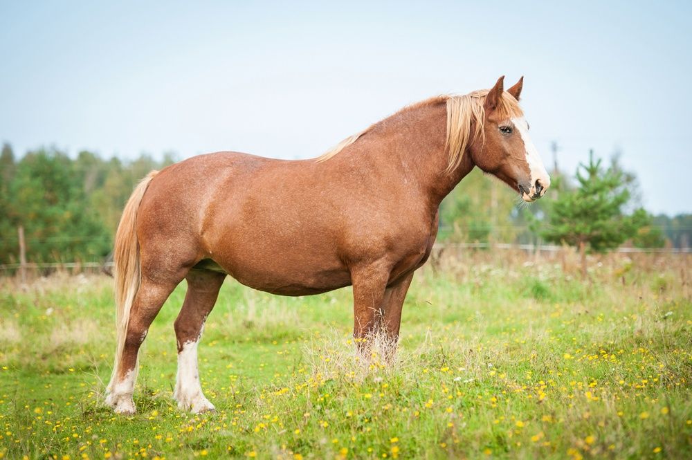 Gesamteiweiß Pferd
