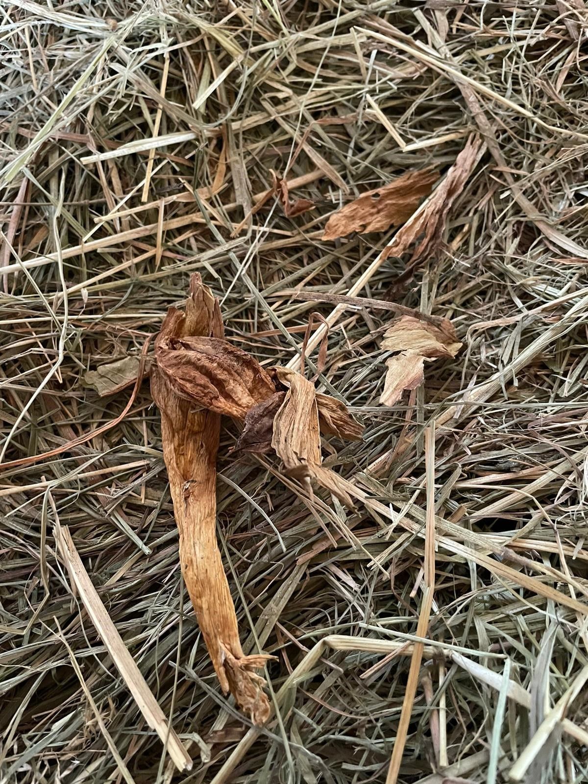 Herbstzeitlose Vergiftung Symptome Pferd