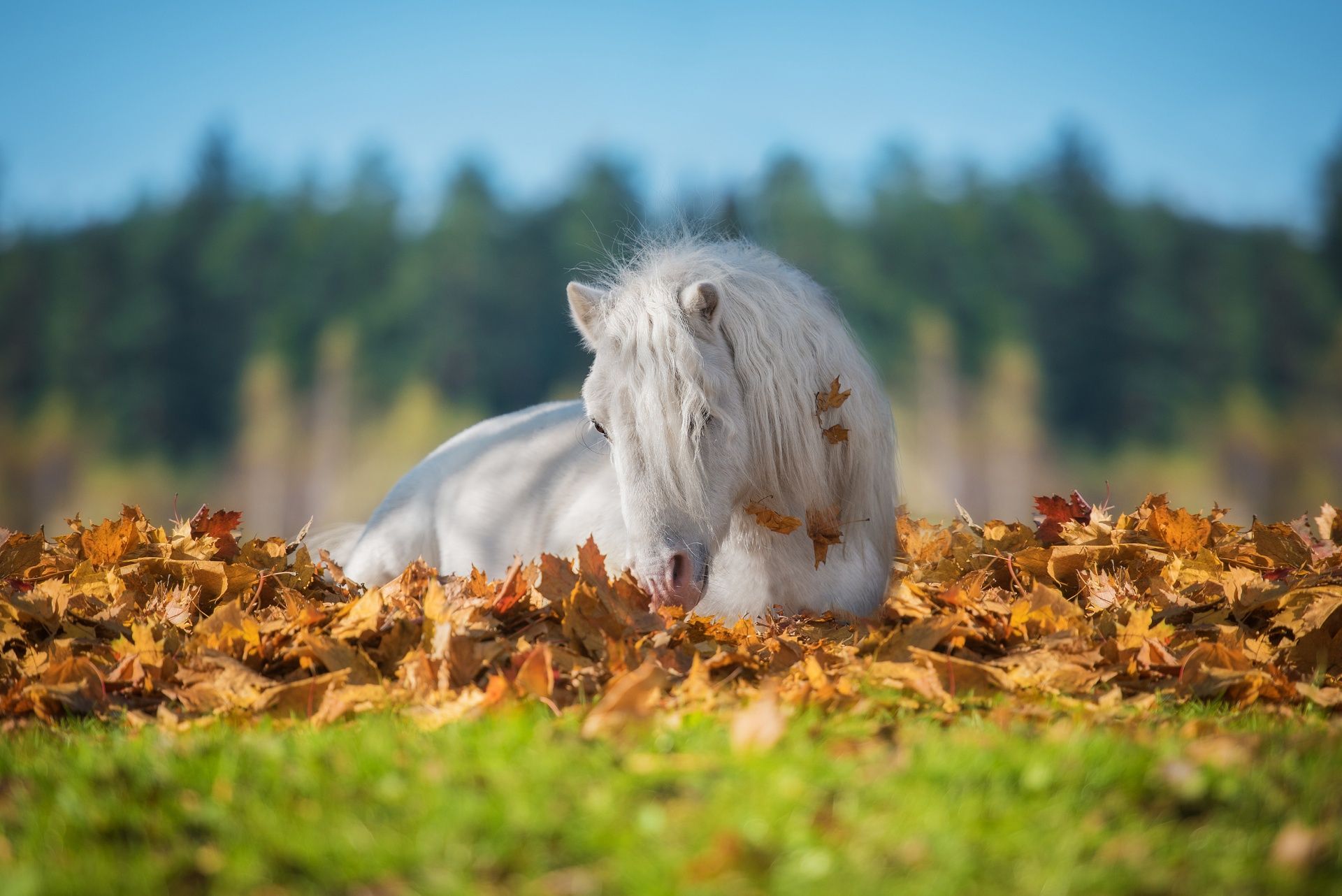 Pony lying in the leaves