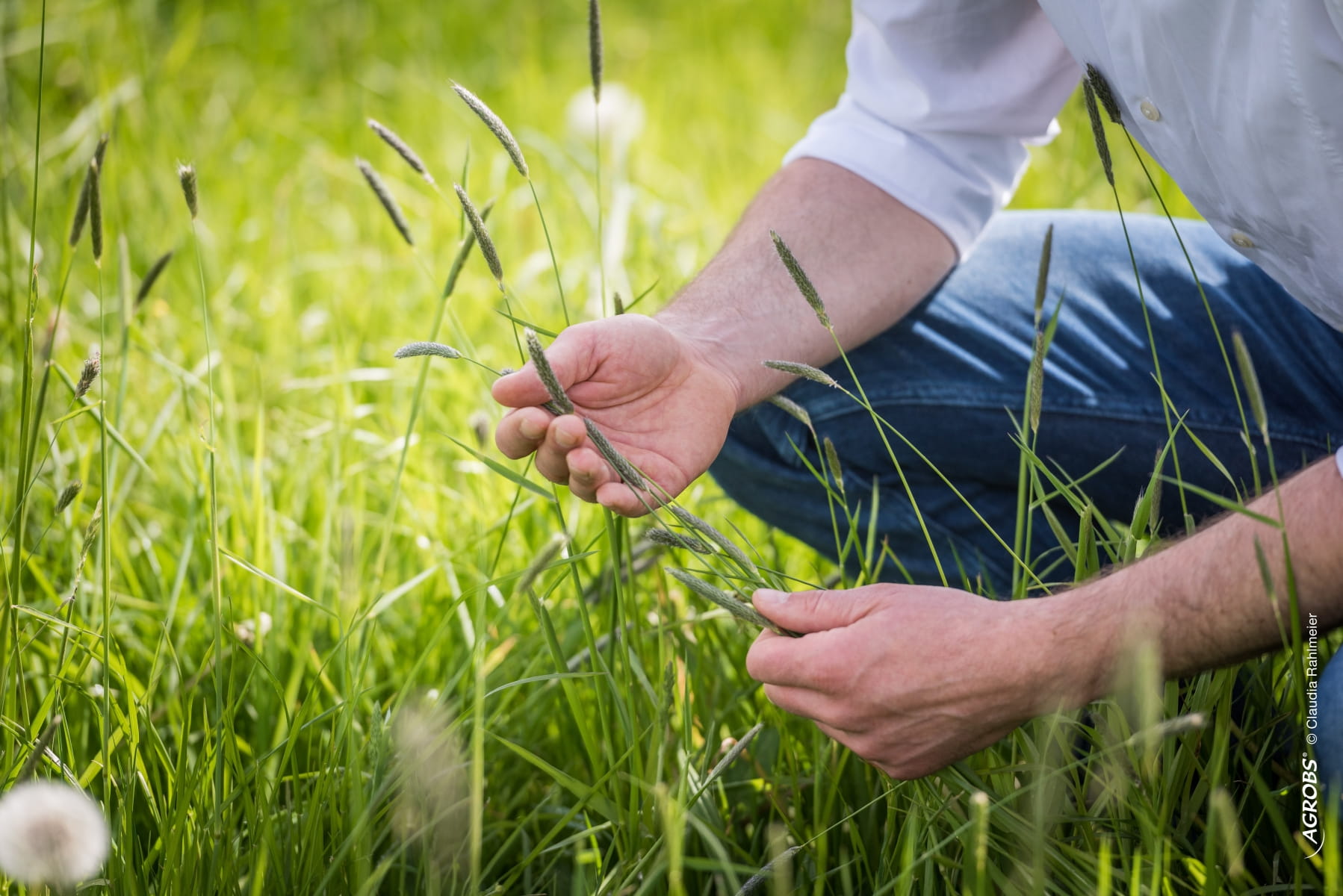 Plant diversity in the horse pasture